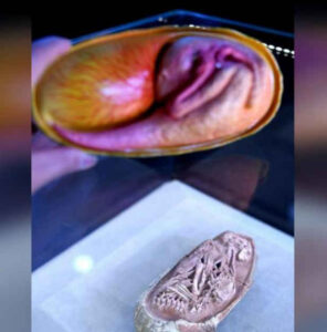 Perfectly Preserved Dinosaur Embryo Found In Egg Daily Telegraph Nz