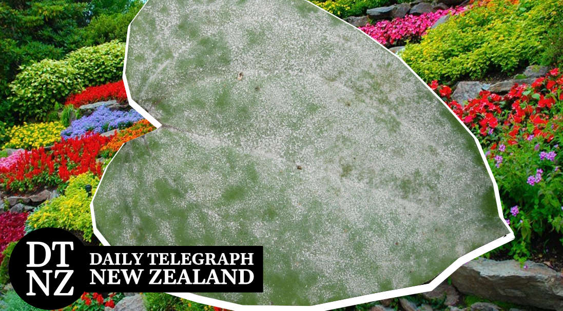 Gardening with Wally Richards Powdery Mildew and other diseases