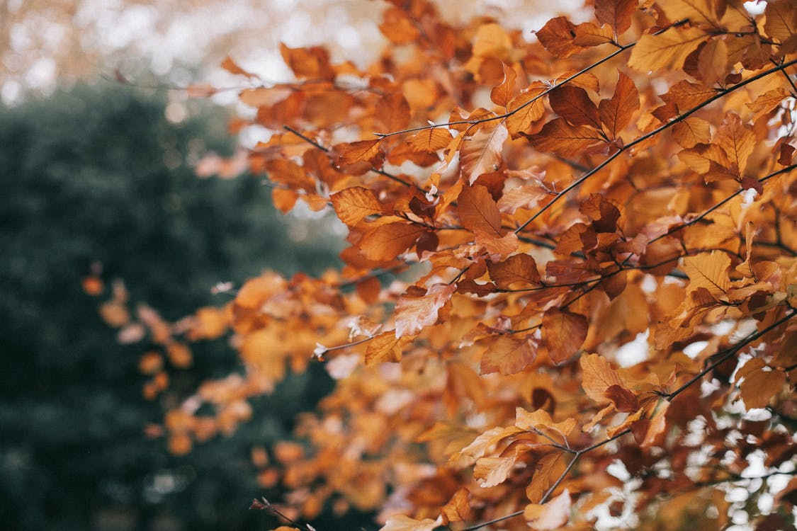 Autumn leaf news