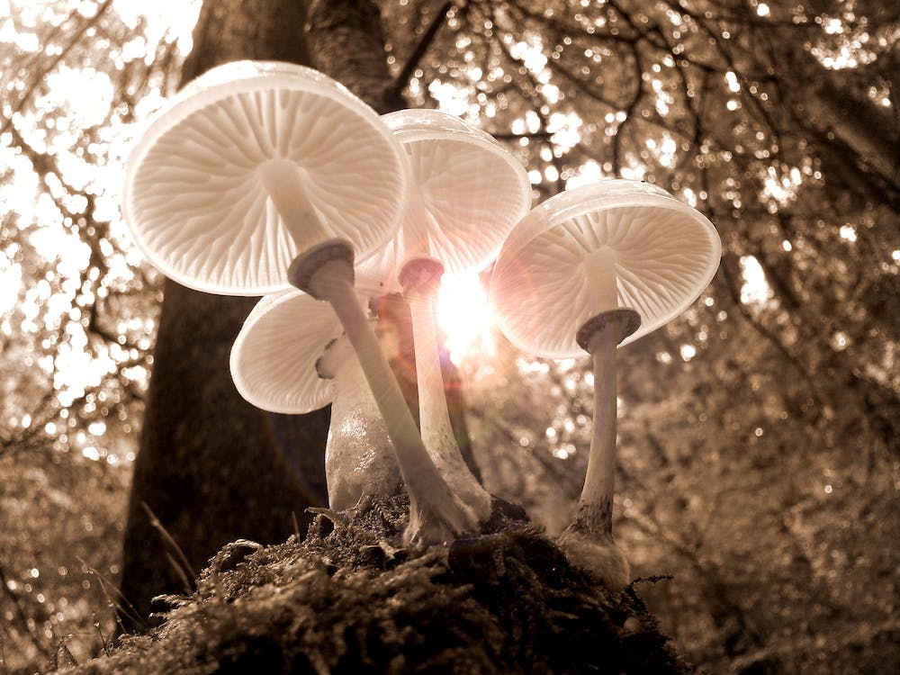 Magic Mushrooms news