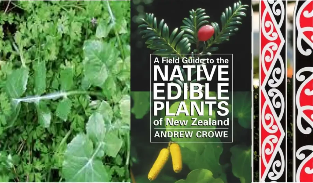 A Field Guide to New Zealand's Edible Native Plants by Andrew Crowe.