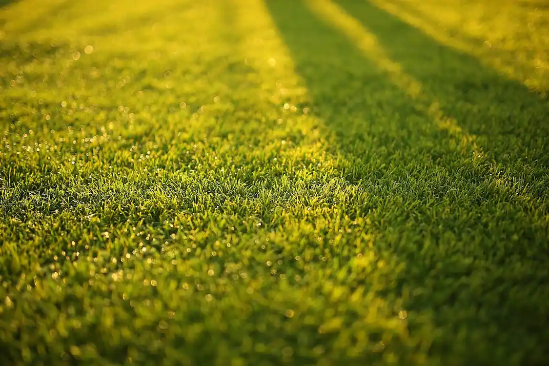 Gardening with Wally Richards: Grass grubs - now is the time - Daily ...