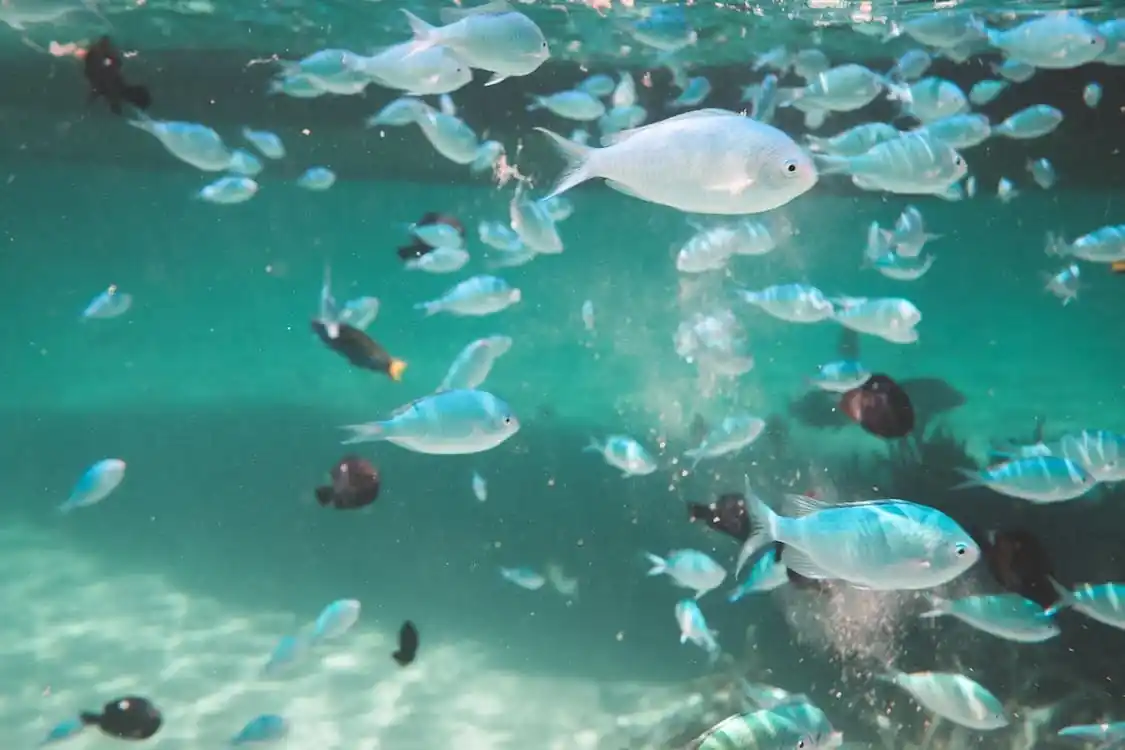 3d Printed Fish Set To Hit The Market Daily Telegraph Nz