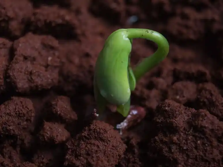 Seed germination tips.