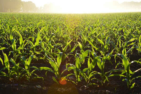 Brazil corn-growing news