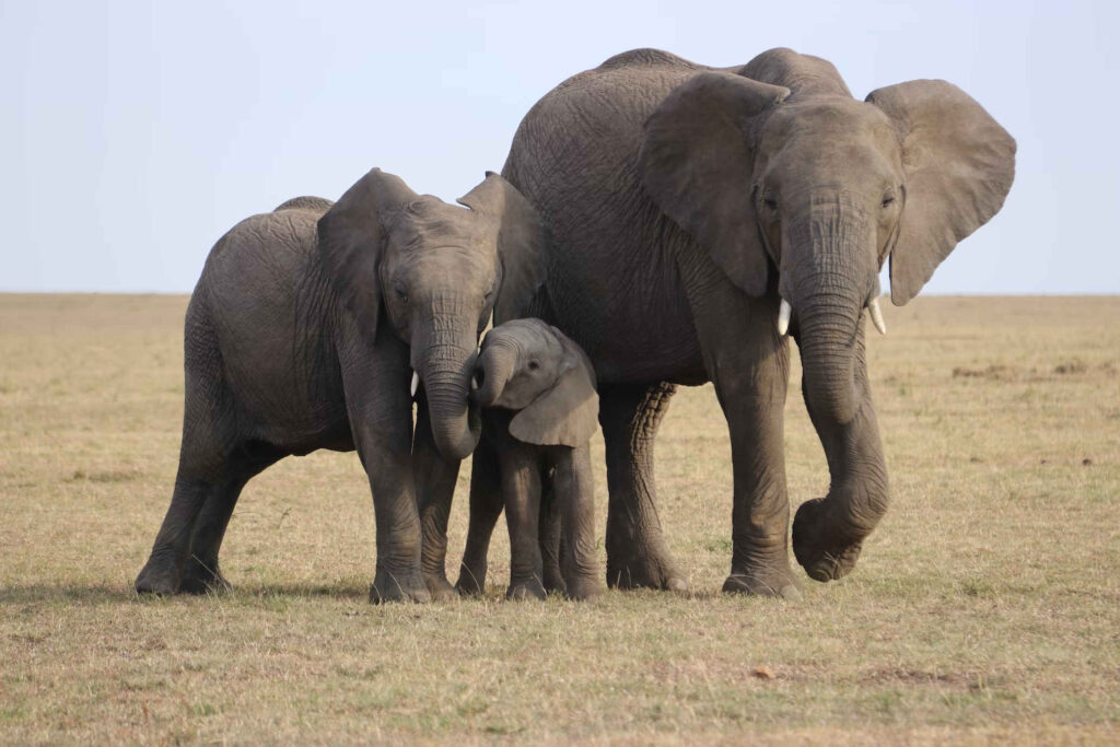 Elephant deaths news