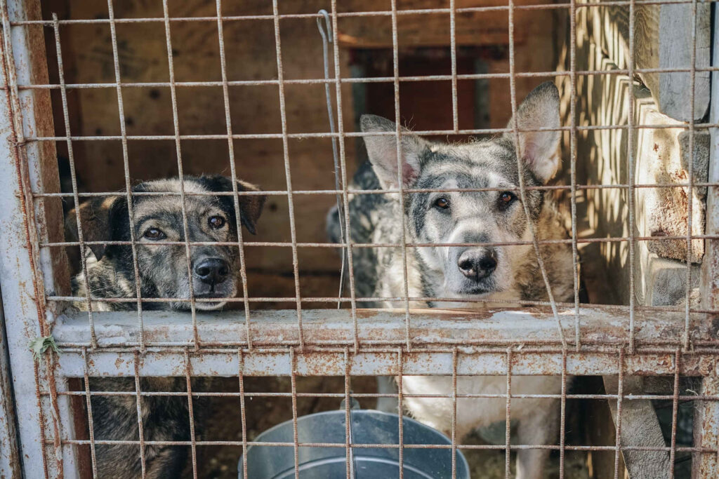 South Korea dog meat news
