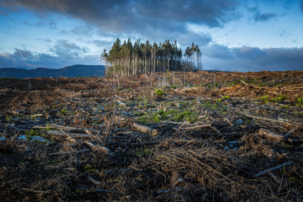 Forestry ETS review news