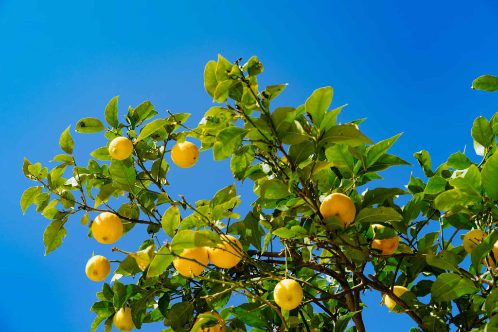 Citrus tree care