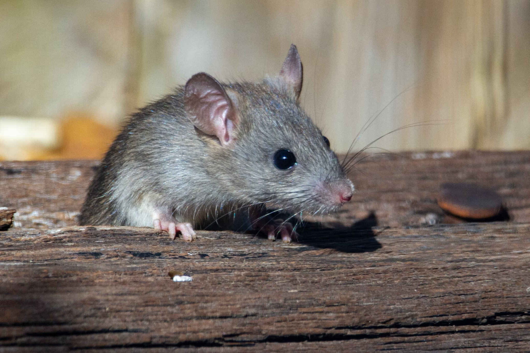 Nationwide recall of garlic bread after rat's foot found inside package