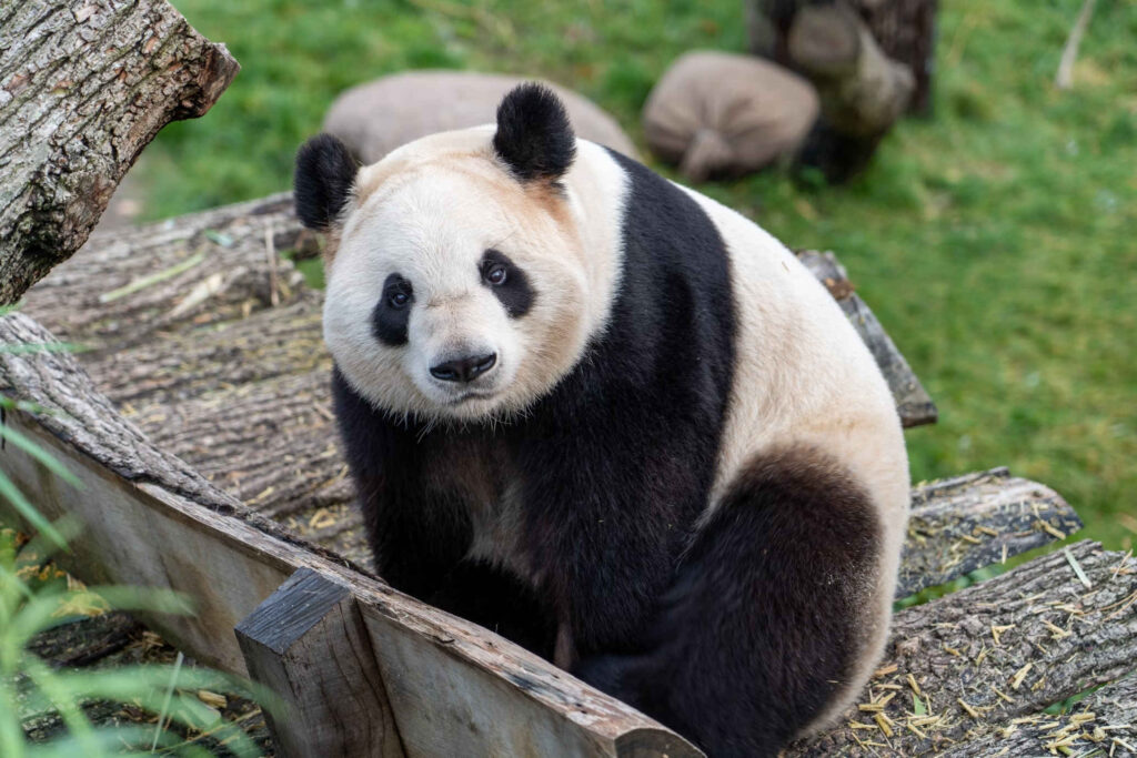 Panda diplomacy news