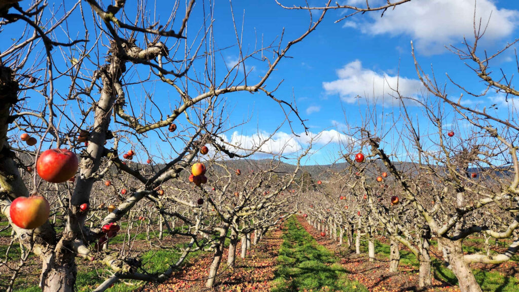 Fruit tree opinion