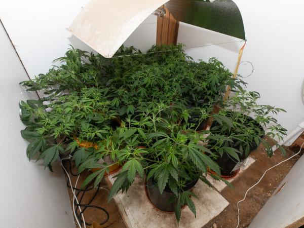 southland police seize cannabis2