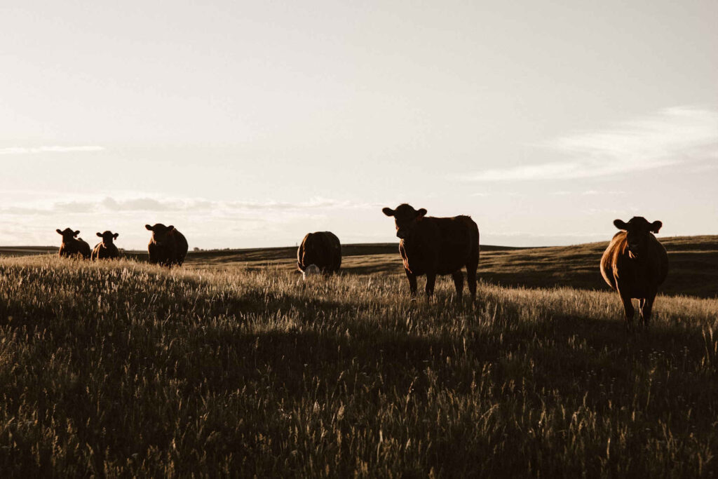 Southland and Otago farming news