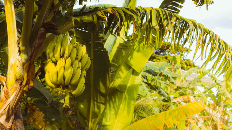 Gardening with Wally Richards: Going bananas