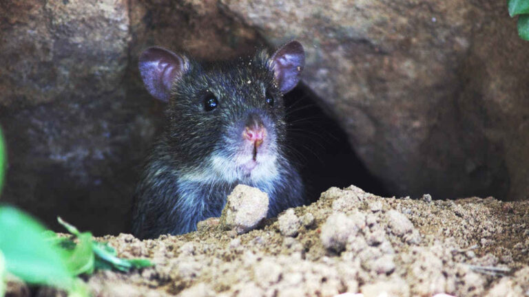 Norfolk village battles infestation of giant rats “the size of dogs”