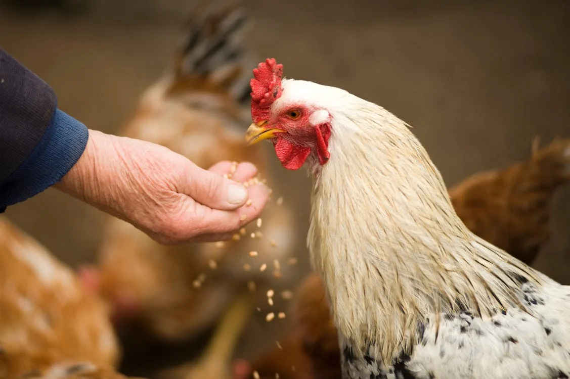 'Bird Flu' contained to North Otago farm MPI Daily Telegraph NZ