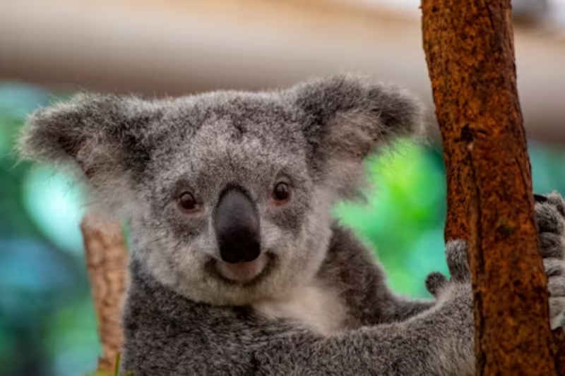 Koala news