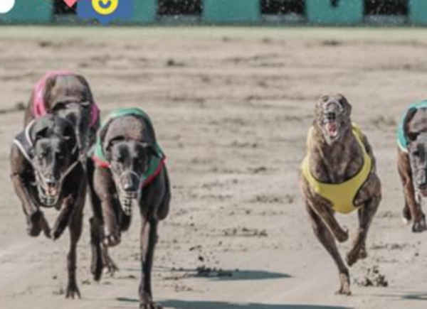 Greyhound racing news