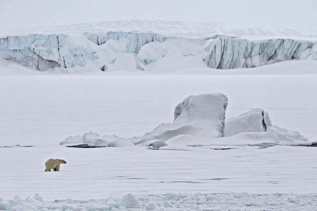 Arctic ice news