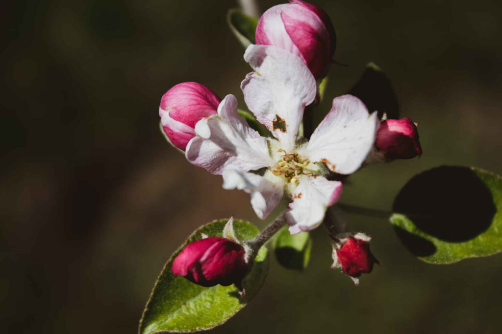 Pollination opinion