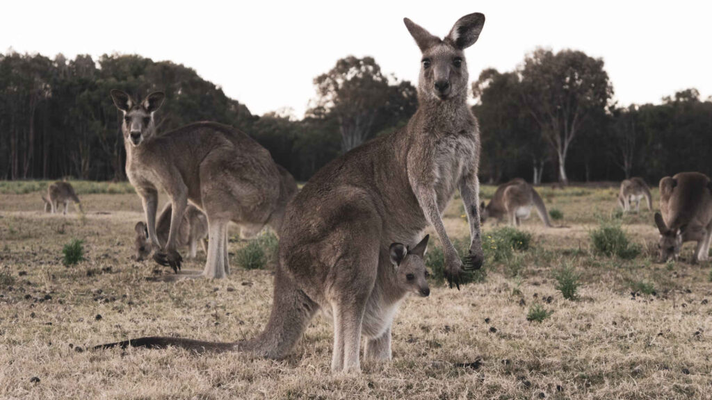 Kangaroo deaths news