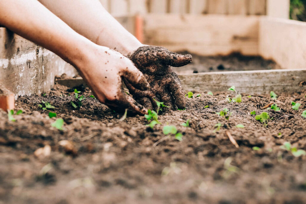 Vegetable planting opinion