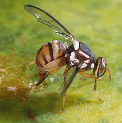 Auckland fruit fly news