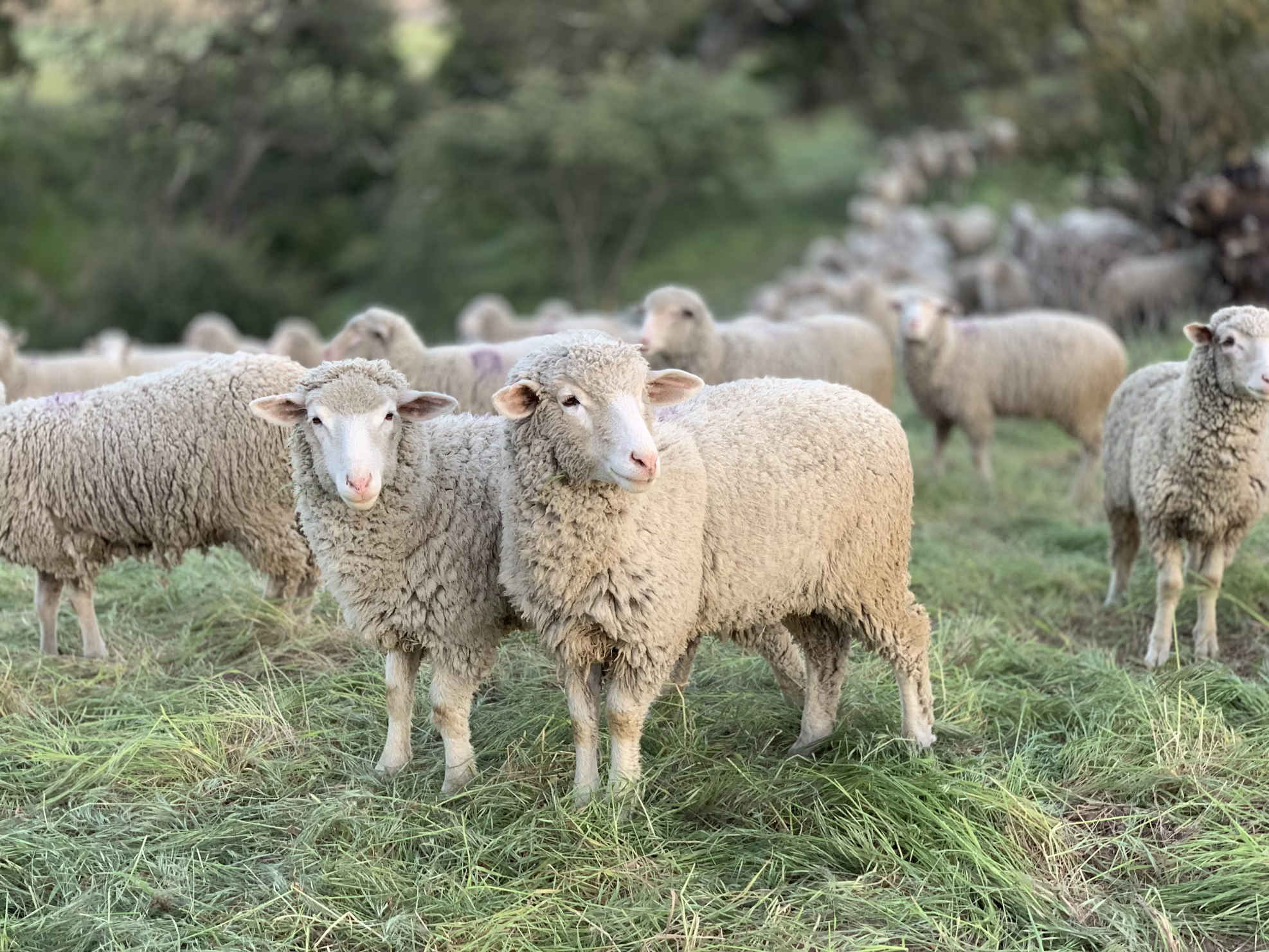 Sheep webcam news