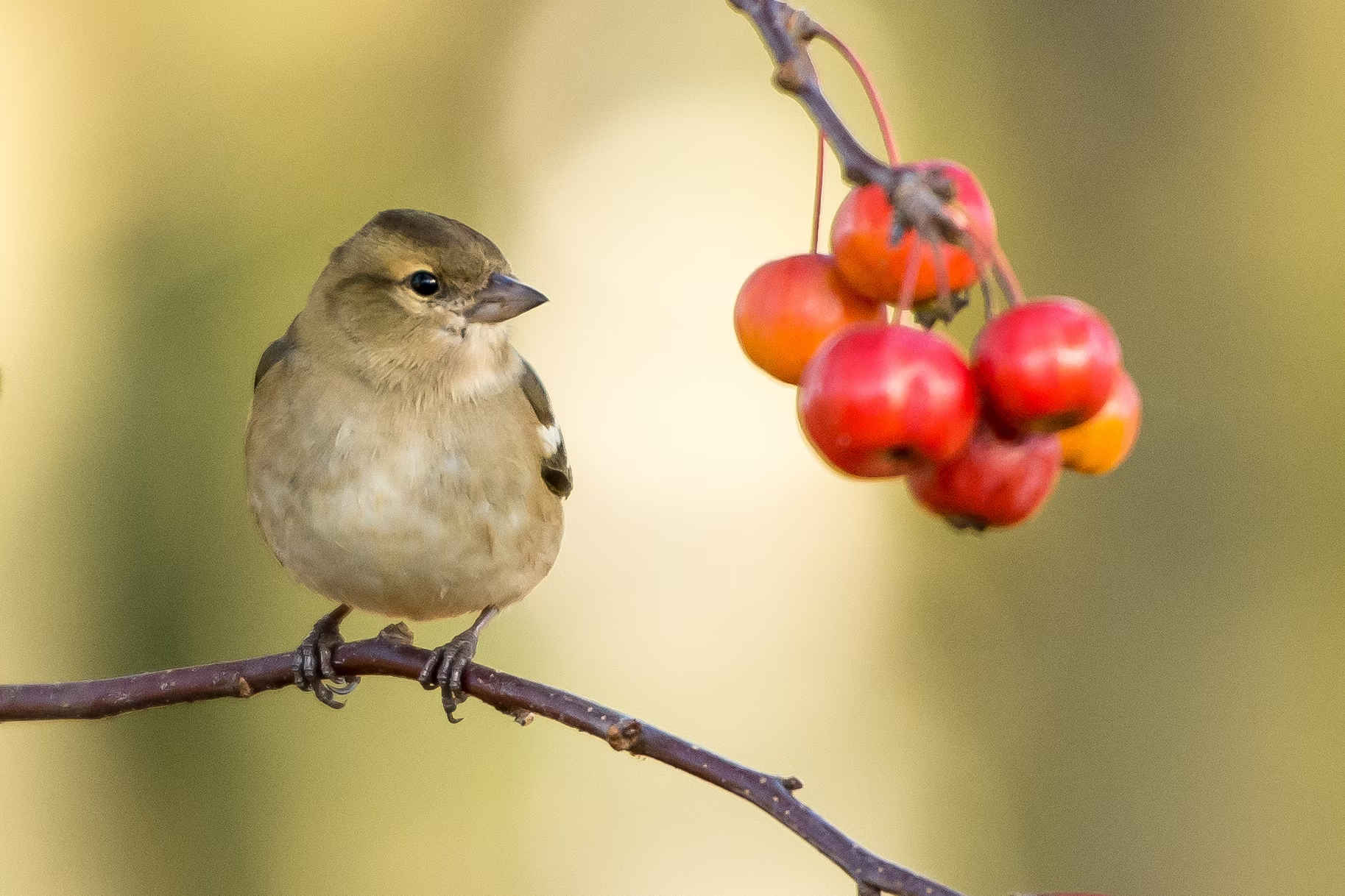 Bird pests opinion