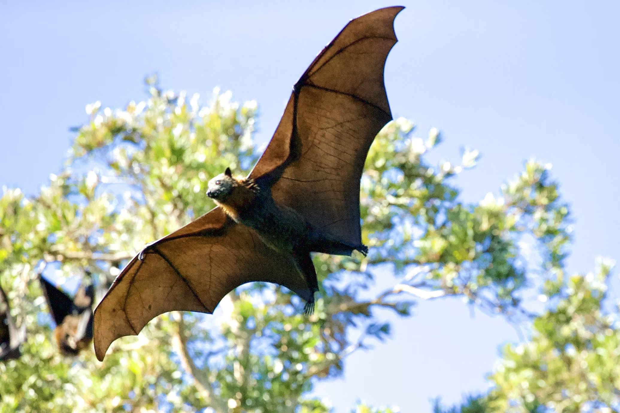 Bat coronavirus news