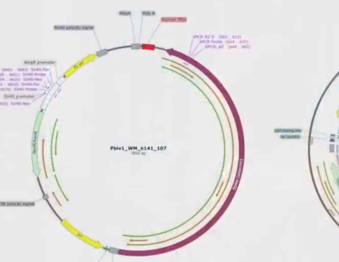 Pfizer plasmids news