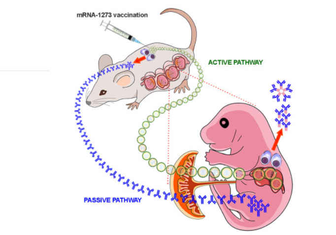 mRNA placenta study