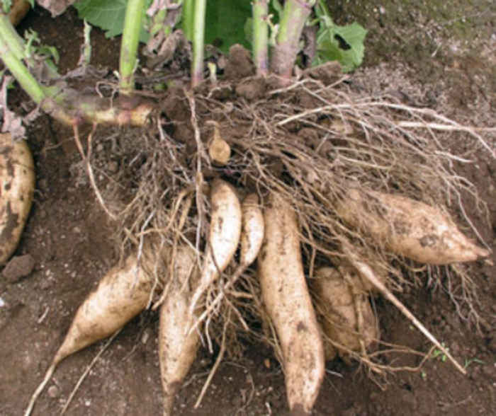 Gardening with Wally Richards: An old problem and a new vegetable 1 Yacon opinion