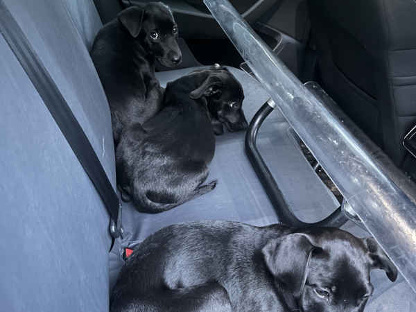 Parnell puppies news