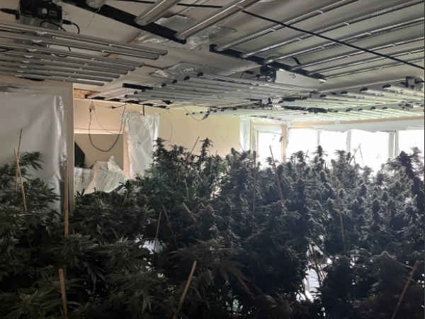 West Auckland crime news