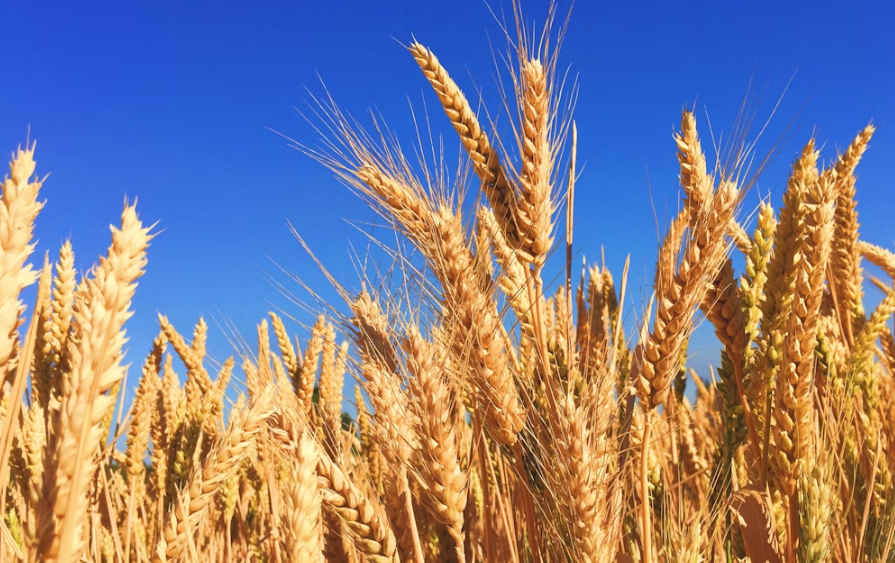 Glyphosate in New Zealand news