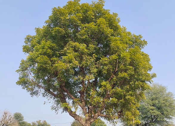 Gardening with Wally Richards: Fantastic Neem cake and oil 1 Neem tree oil and cake opinion