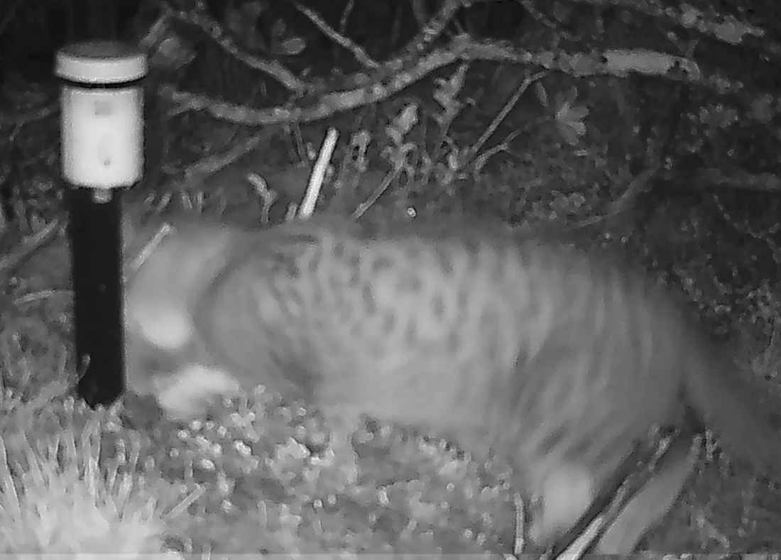 Stewart Island 1080 news