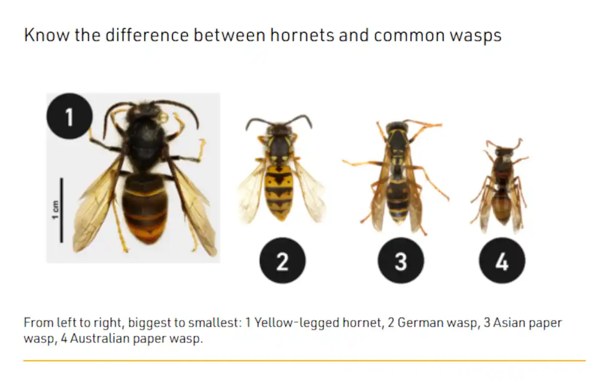 Eradication of yellow-legged hornet stepped up