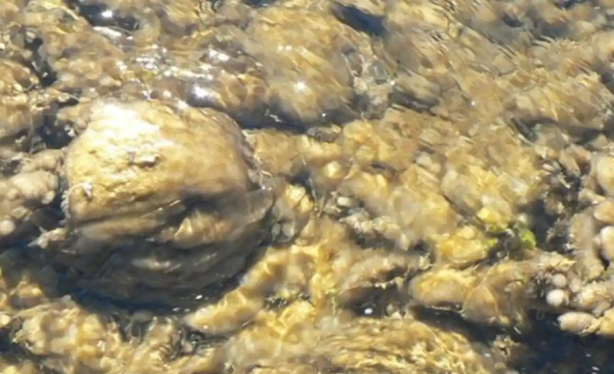 DoC says keep on the lookout for freshwater pests
