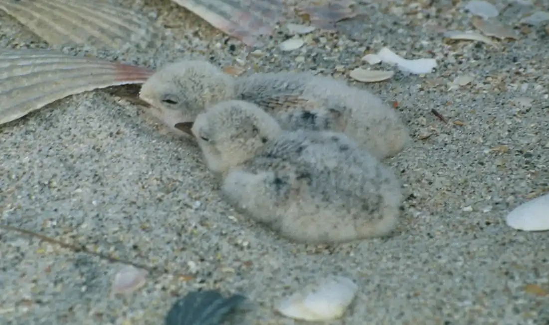 Dog owners warned after Tara Iti (Fairy Tern) nests disturbed in Mangawhai