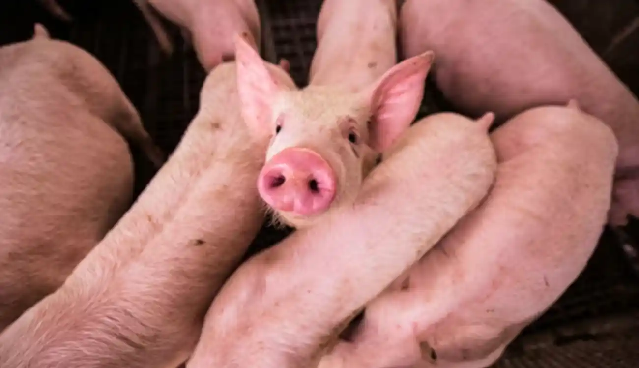 Pig farmers given 10 more years to transition from farrowing gates