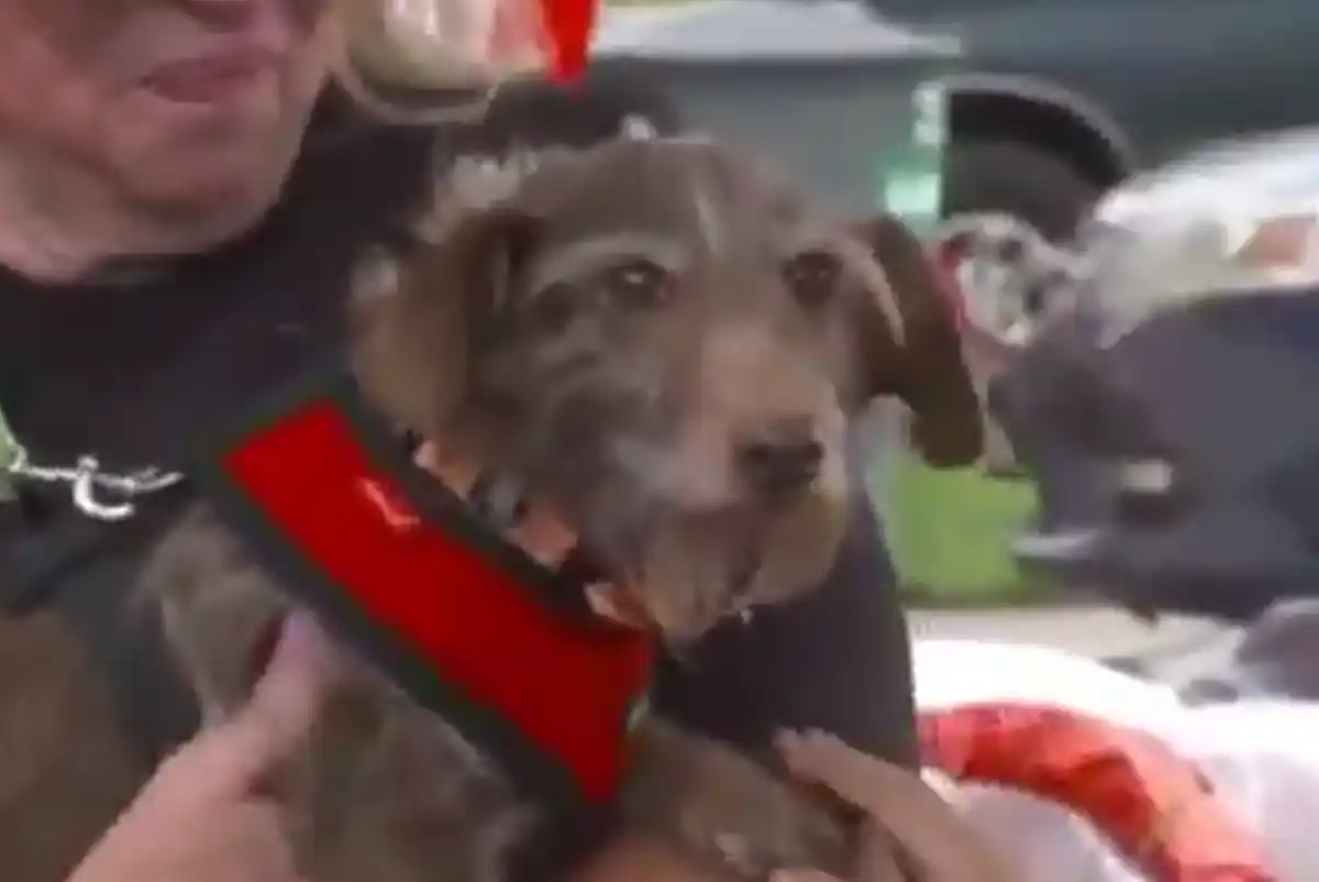 Lost for five years, California dog reunited with owner after being ...