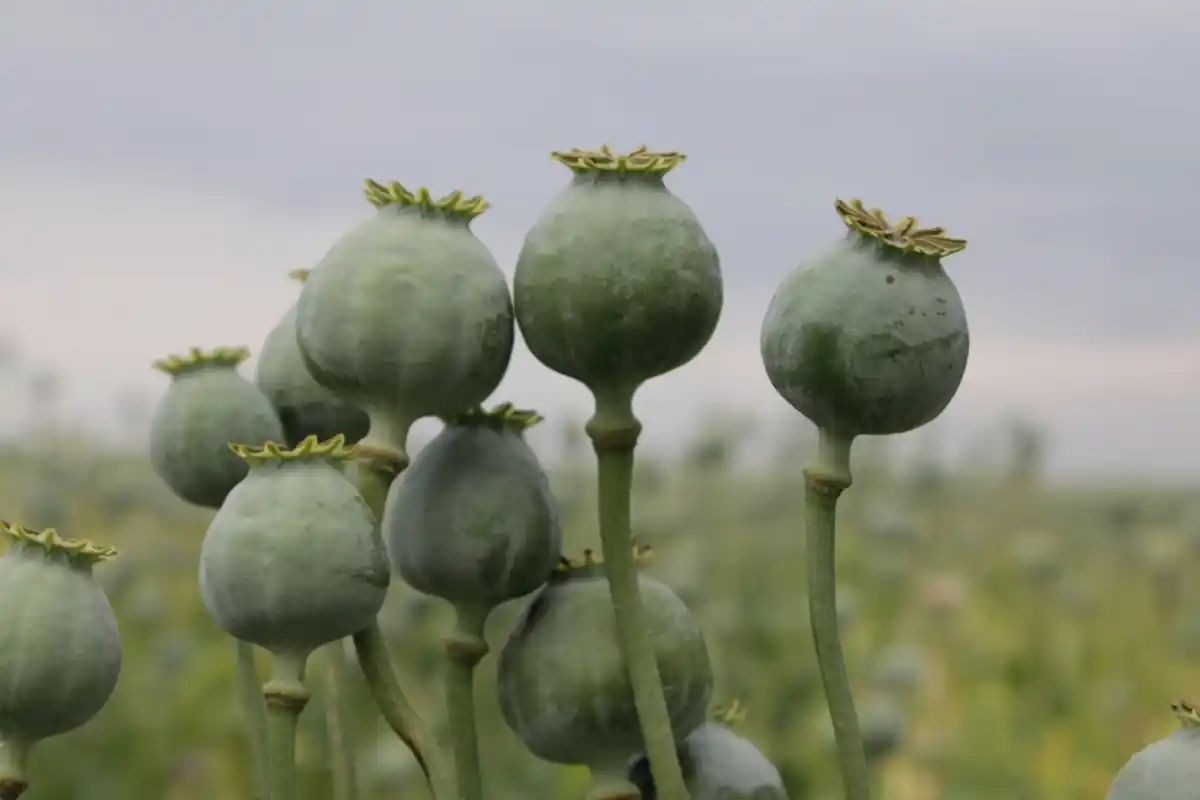 Opium cultivation in Myanmar hits record levels
