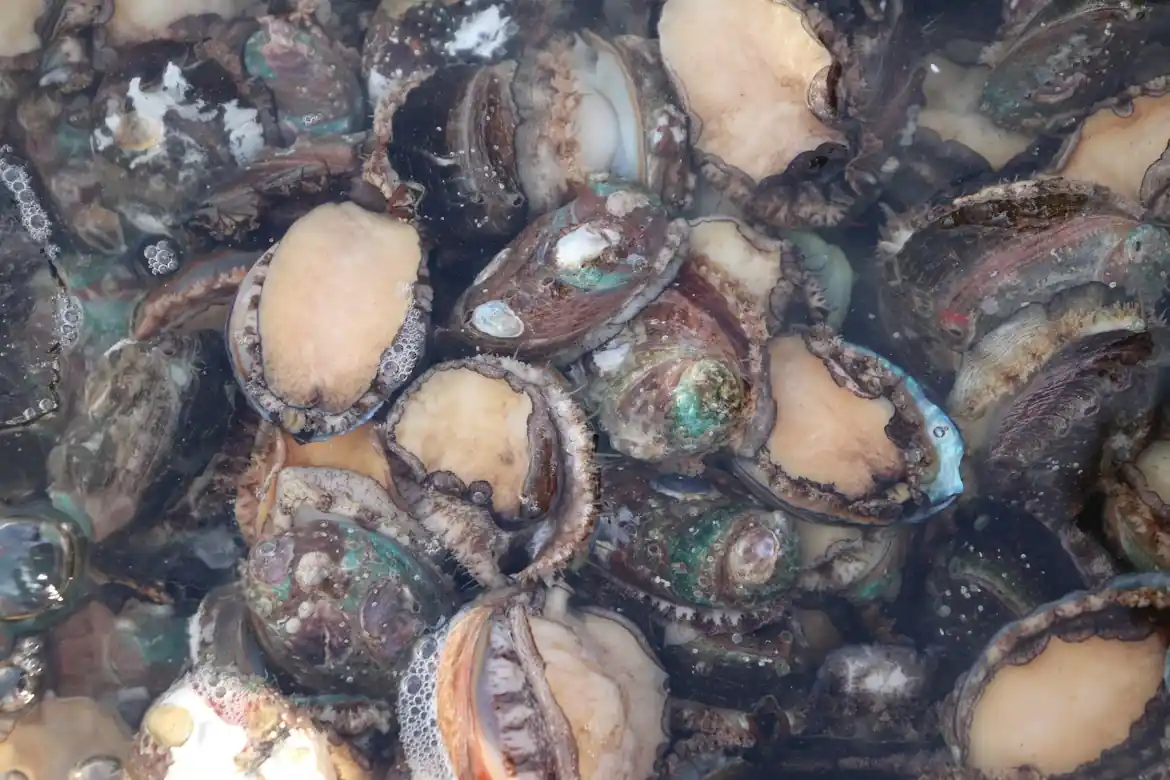 Crackdown on illegal paua fishing this summer