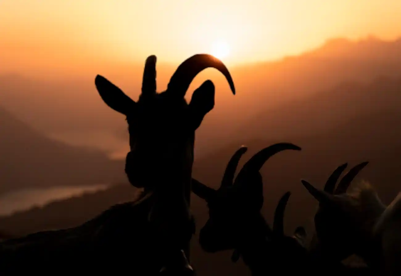 National Wild Goat Hunting competition in New Zealand removes more than 10,000 animals