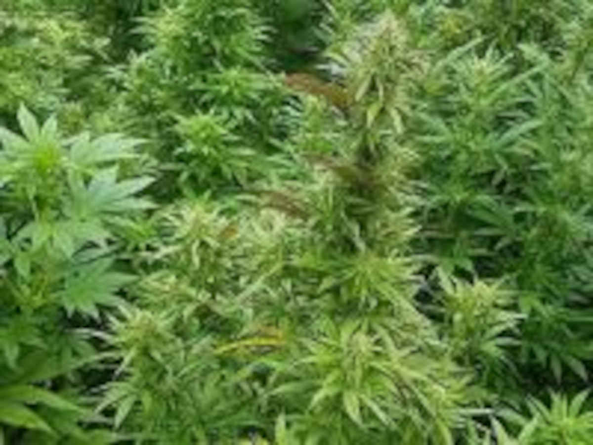 Police seize $1.1m cannabis haul in Christchurch operation 1 Christchurch cannabis haul