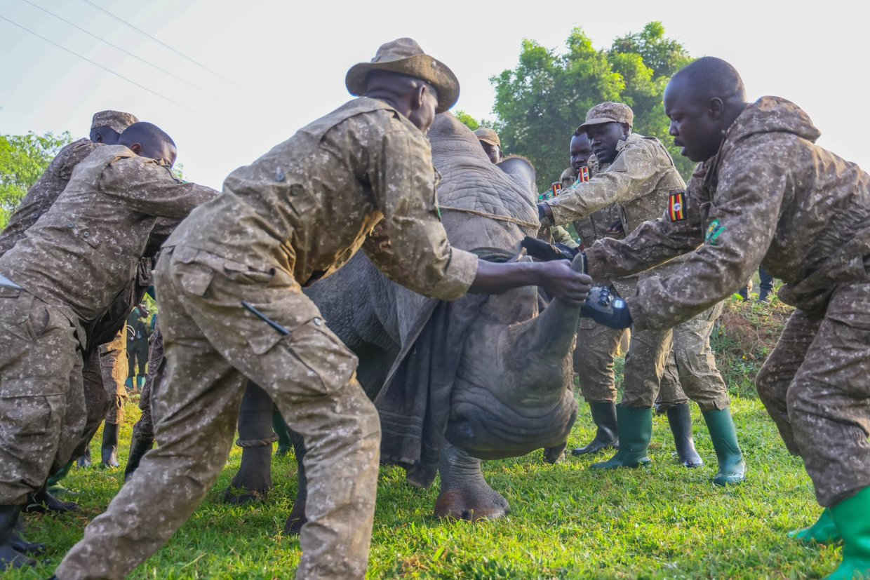 Rhinos return to Uganda’s Kidepo Valley after four decades 1 Rhinos return to Ugandan national park
