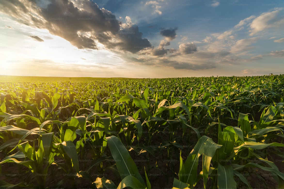 Trump's glyphosate order criticised